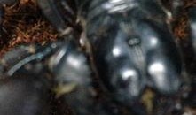 小蝎子大爆料最新,小蝎子大爆料，明星幕后真相大曝光！